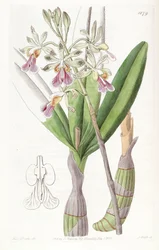Psychilis bifida (als syn. Epidendrum bifidum)